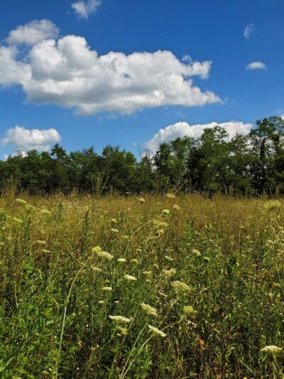 Stauffer's Marsh Nature Preserve - Hedgesville, WV