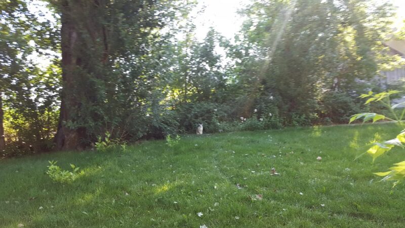 Helmville - Helmville, MT