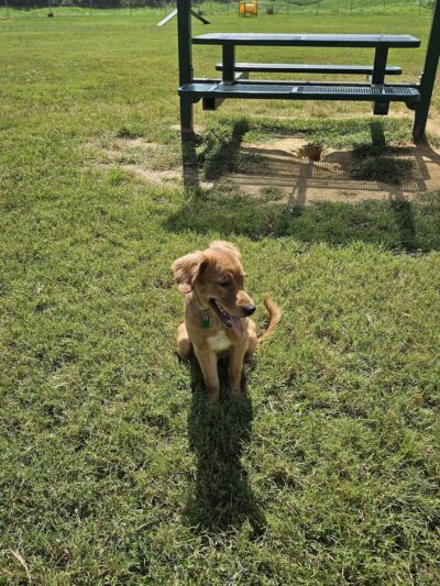 Henderson Dog Park - Henderson, KY