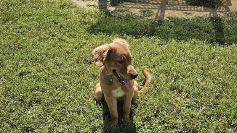 Henderson Dog Park - Henderson, KY