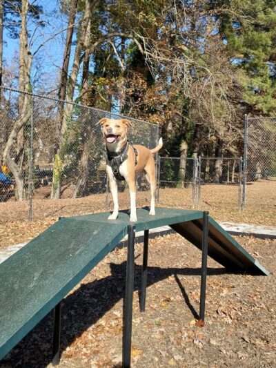 Scentral Bark Dog Park - Henderson, NC