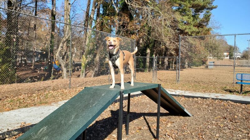 Scentral Bark Dog Park - Henderson, NC