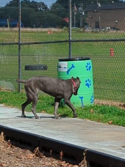 Scentral Bark Dog Park - Henderson, NC