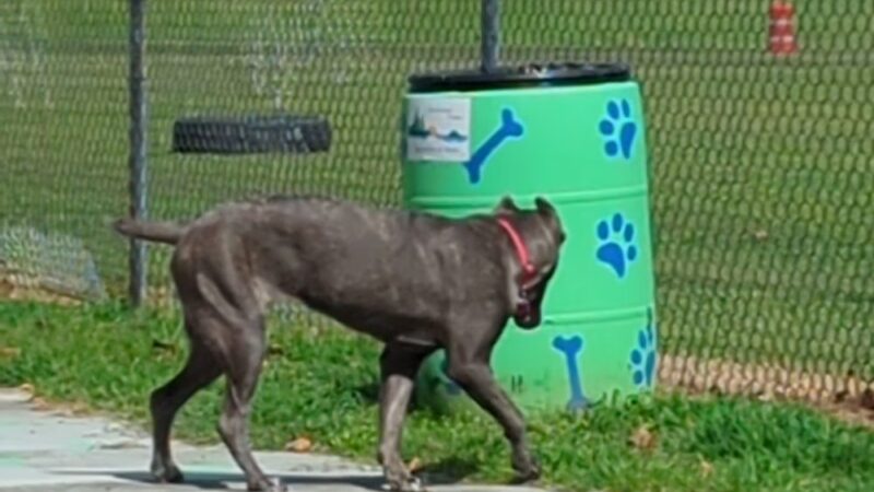 Scentral Bark Dog Park - Henderson, NC