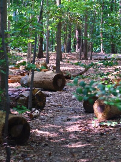 Bandy Field Nature Park - Henrico, VA