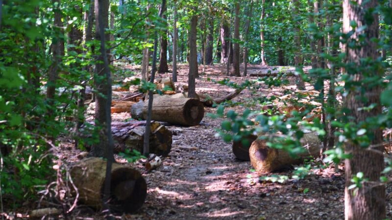Bandy Field Nature Park - Henrico, VA