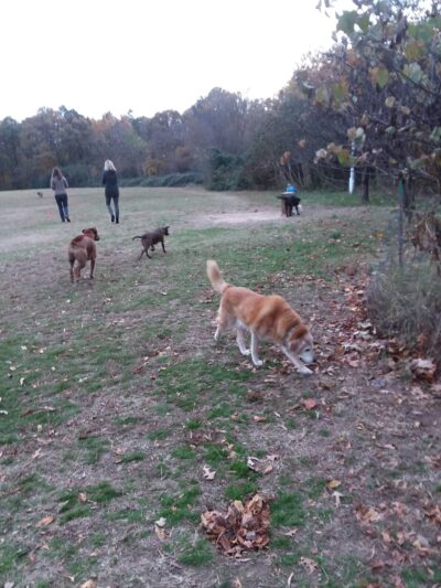 Bandy Field Nature Park - Henrico, VA