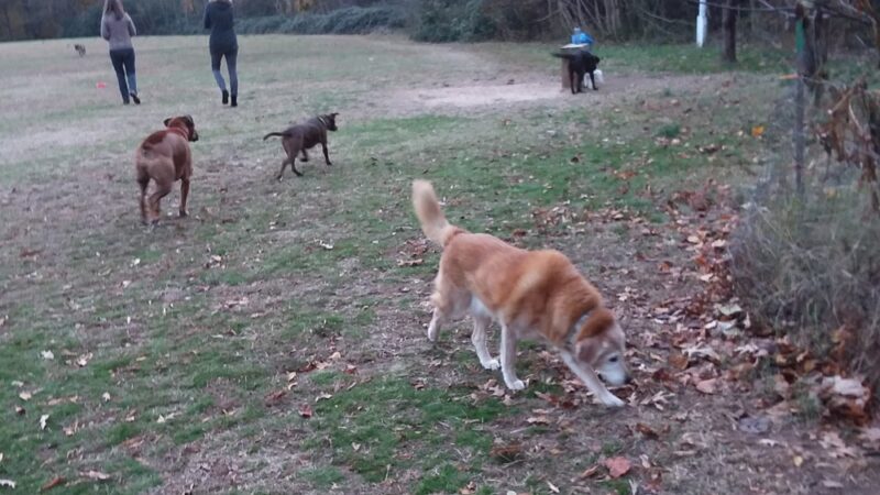 Bandy Field Nature Park - Henrico, VA