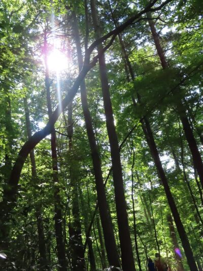 Laurel Ridge Trail - Henry, VA