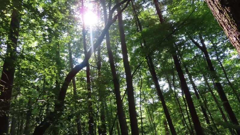 Laurel Ridge Trail - Henry, VA