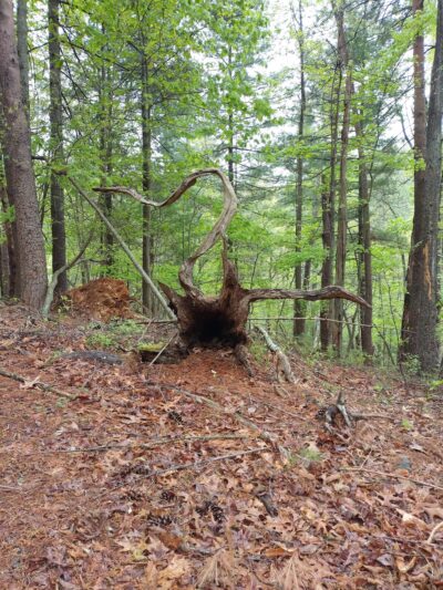Laurel Ridge Trail - Henry, VA