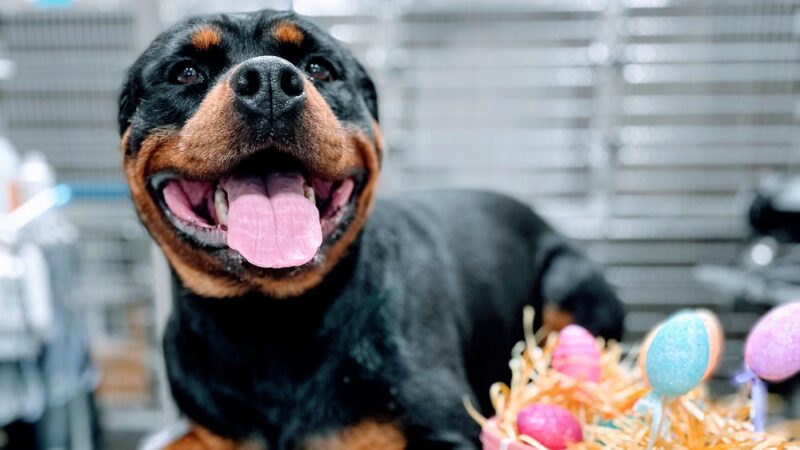 The Dog House Resort And SPaw - Henryville, IN