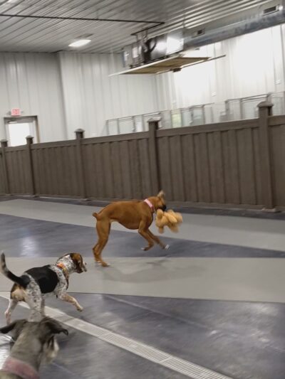 The Dog House Resort And SPaw - Henryville, IN