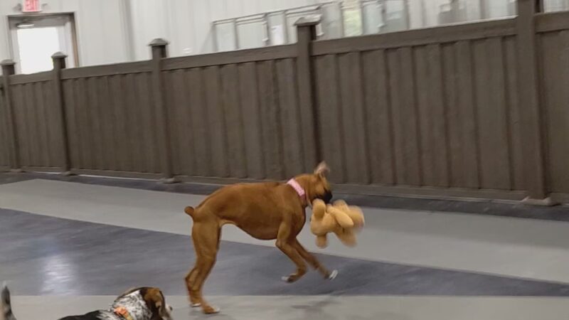 The Dog House Resort And SPaw - Henryville, IN