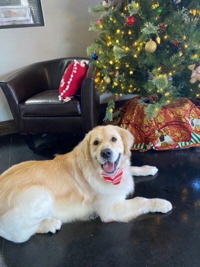 The Dog House Resort And SPaw - Henryville, IN