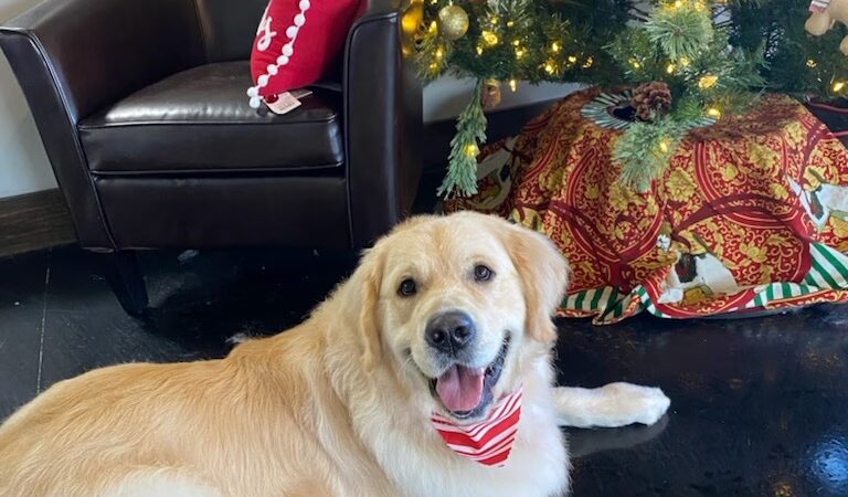 The Dog House Resort And SPaw - Henryville, IN