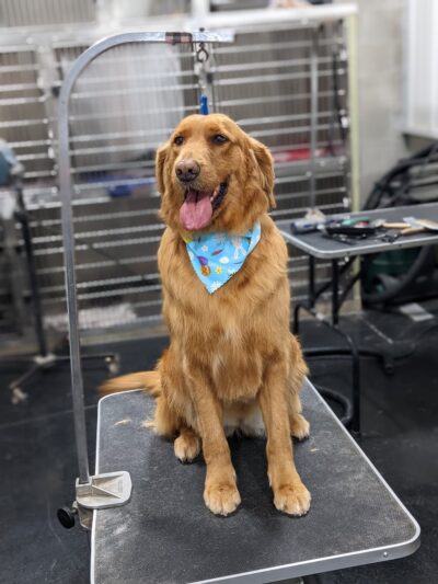 The Dog House Resort And SPaw - Henryville, IN