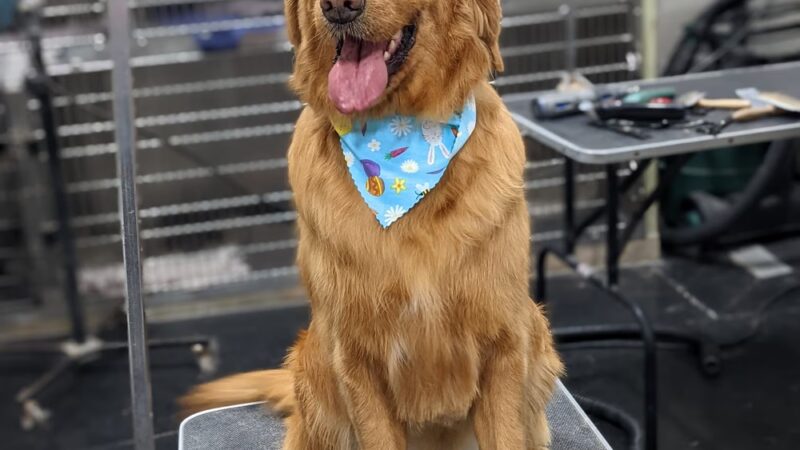 The Dog House Resort And SPaw - Henryville, IN