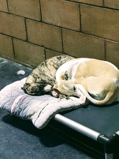 The Dog House Resort And SPaw - Henryville, IN