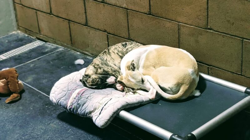 The Dog House Resort And SPaw - Henryville, IN