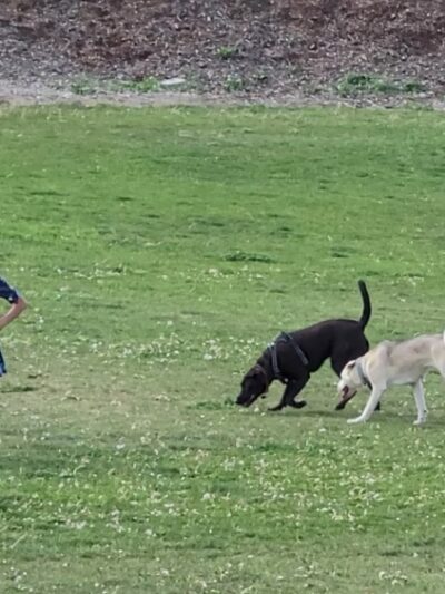 Hermiston Bark Park - Hermiston, OR