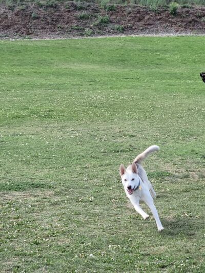 Hermiston Bark Park - Hermiston, OR