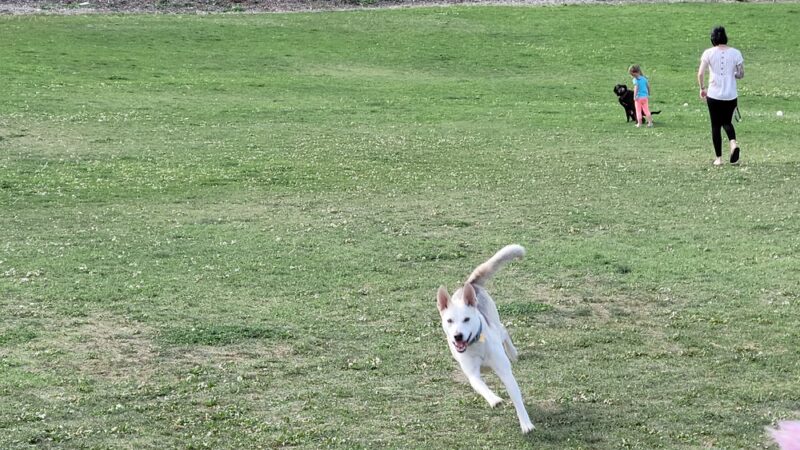 Hermiston Bark Park - Hermiston, OR