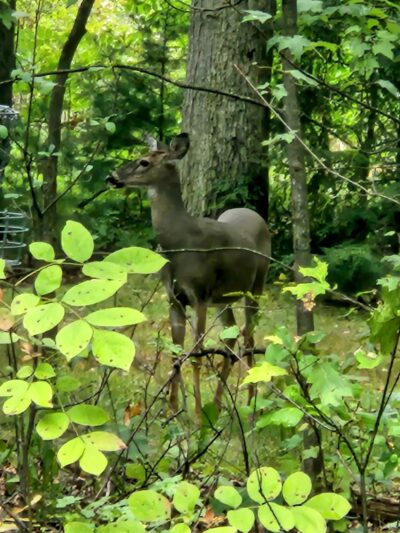 Buhl Park - Hermitage, PA