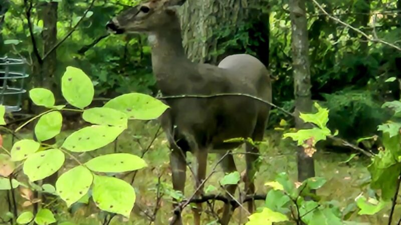 Buhl Park - Hermitage, PA