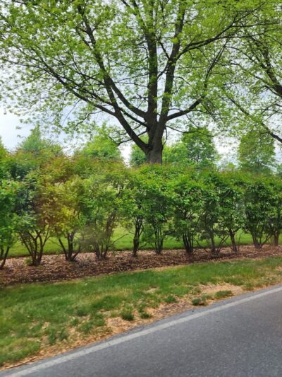 Founders Park - Hershey, PA