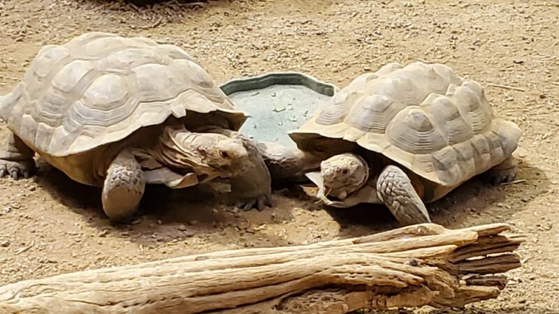 ZooAmerica - Hershey, PA