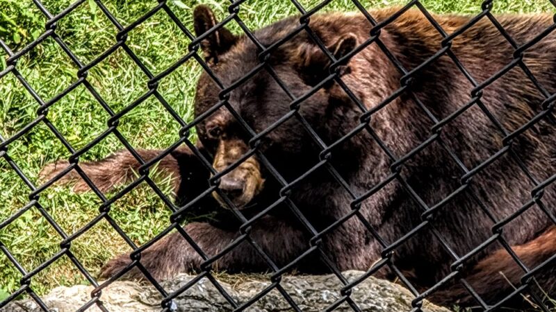 ZooAmerica - Hershey, PA