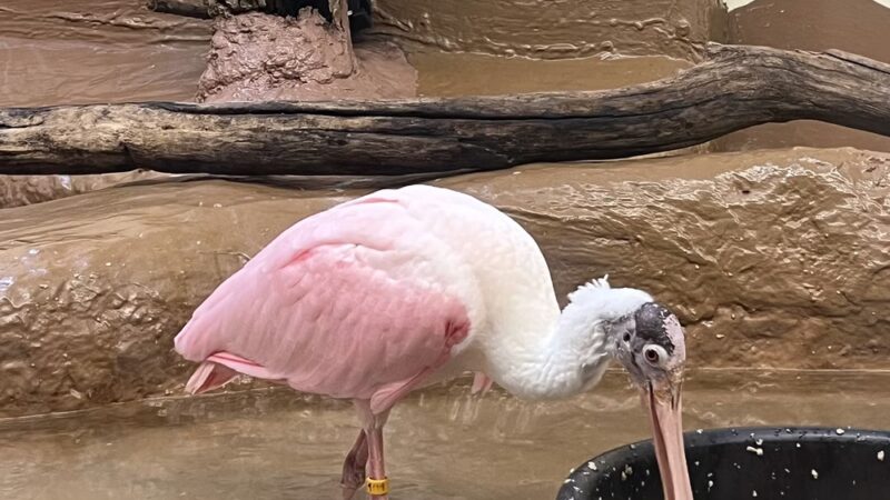 ZooAmerica - Hershey, PA