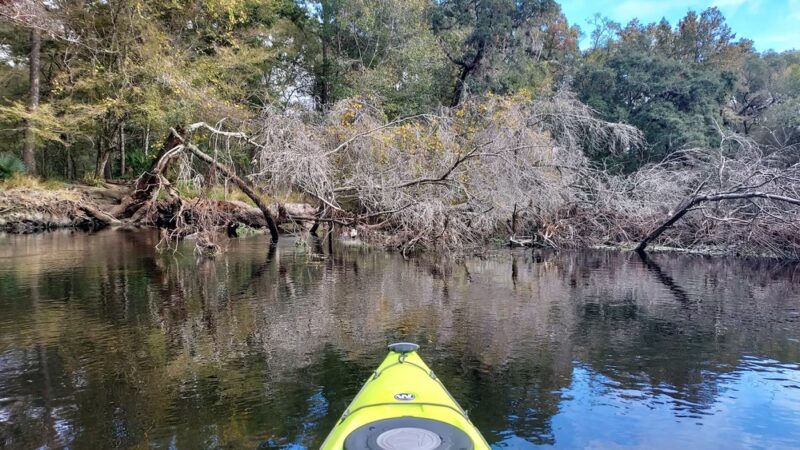 Dogwood Spring - High Springs, FL