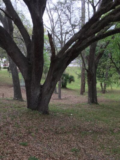 High Springs Sinkhole - High Springs, FL