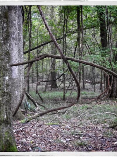 River Rise Preserve State Park - High Springs, FL