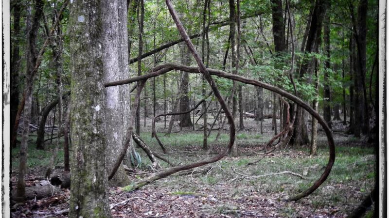 River Rise Preserve State Park - High Springs, FL