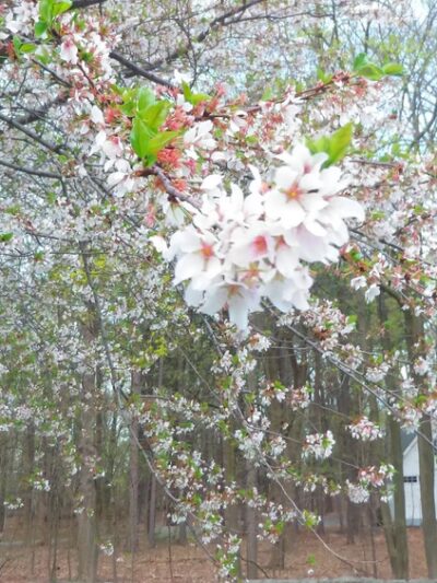 Veterans' Park - Highland Falls, NY