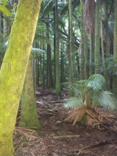 Clem Akina Park - Hilo, HI