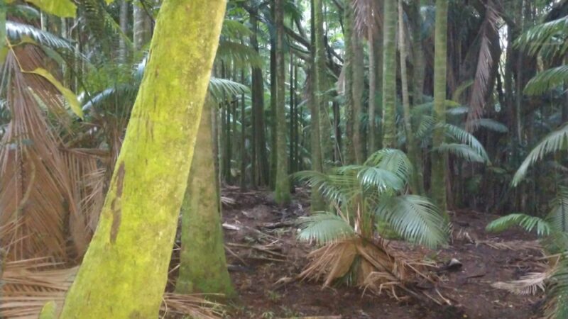 Clem Akina Park - Hilo, HI