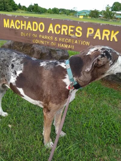 Machado Acres Park - Hilo, HI
