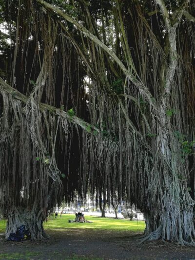 Mo'oheau Park - Hilo, HI