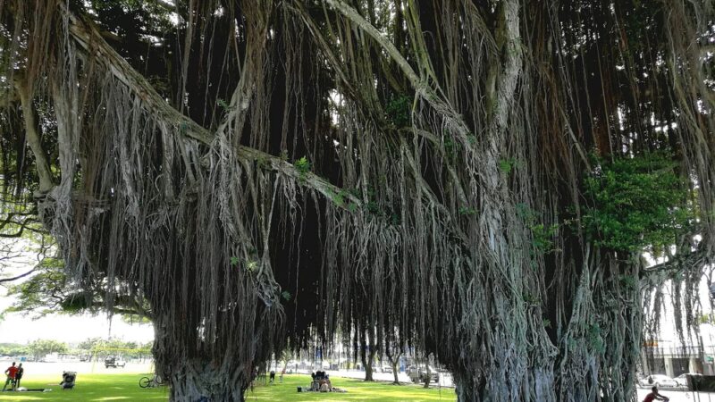 Mo'oheau Park - Hilo, HI