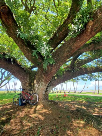 Mo'oheau Park - Hilo, HI
