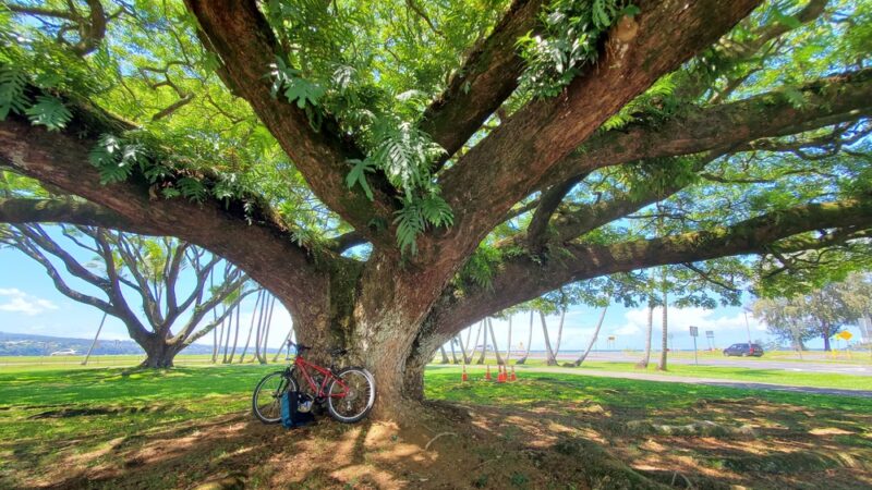 Mo'oheau Park - Hilo, HI