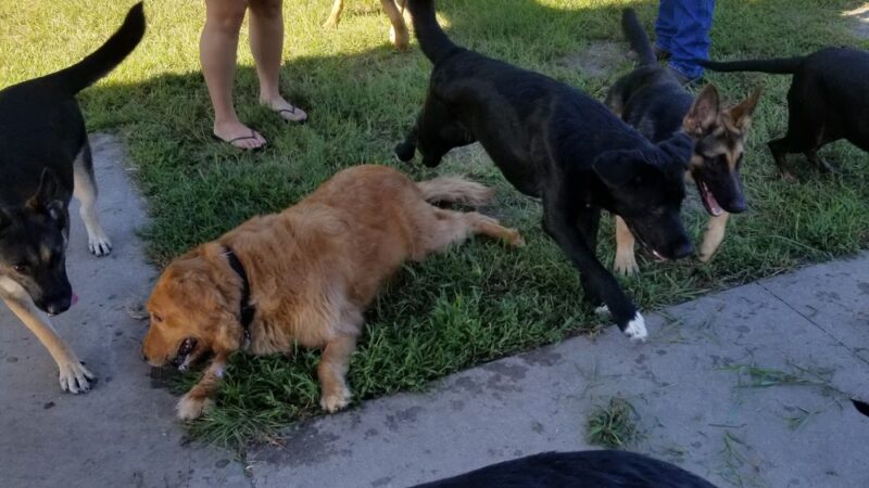 Fort Stewart Dog Park - Hinesville, GA