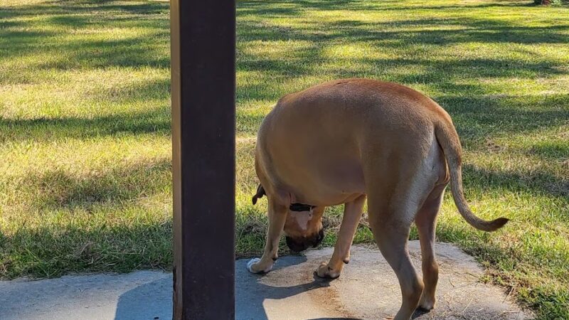 Fort Stewart Dog Park - Hinesville, GA