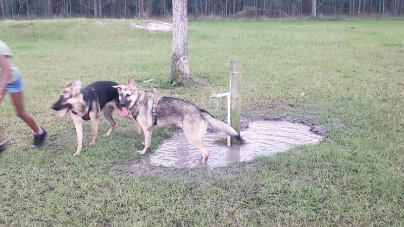 Fort Stewart Dog Park - Hinesville, GA