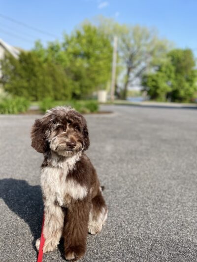 Shipyard Dog Co - Hingham, MA