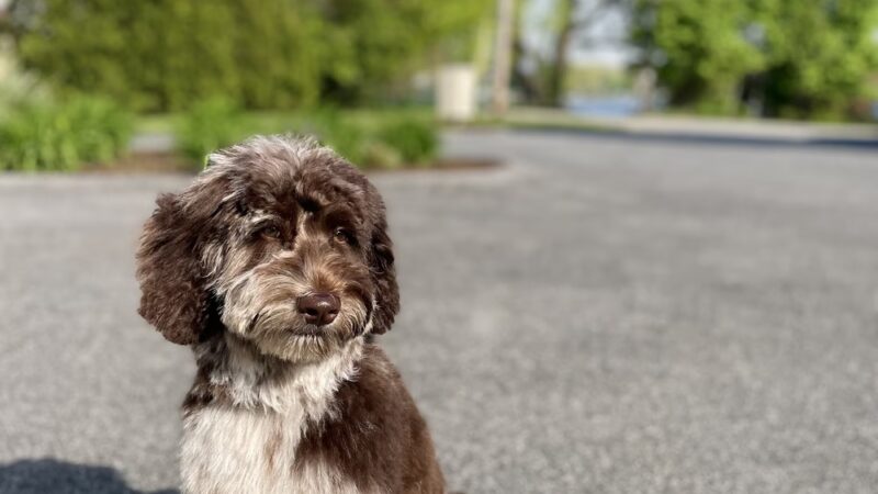 Shipyard Dog Co - Hingham, MA